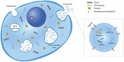 Applications of Extracellular Vesicles in Abdominal Aortic Aneurysm